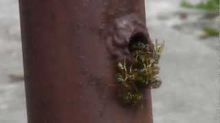 How To Safely Remove a Wasp Nest  INSTANT DEATH [upl. by Eldrid]