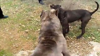 Pitbull destroys a Cane Corso [upl. by Nelan69]