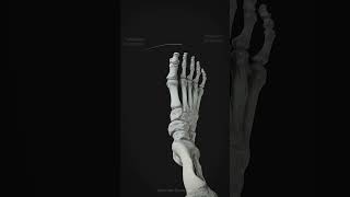 PronationSupination of the foot [upl. by Dyolf]