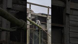 Ring tailed lemur climbing [upl. by Schubert]