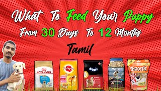 நாய் குட்டி உணவு பழக்கம்  What to Feed Your Puppy from 30 Days to 12 months  Tamil [upl. by Airtal207]