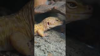 5 INSANE Fun facts that you didn’t know about leopard geckos leopardgeckogeckoshorts [upl. by Llerej838]