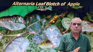 Alternaria leaf blotch of apple Horticulture [upl. by Aidas]