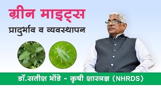 ग्रीन माइट्स प्रादुर्भव व व्यवस्थापन I Green Mites [upl. by Arihsan]