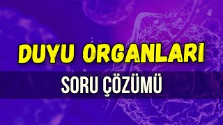 DUYU ORGANLARI SORU ÇÖZÜMÜ l Seda Hoca Biyoloji ayt2024 [upl. by Yalhsa]