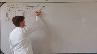 Structure of Skeletal muscle [upl. by Rebliw]
