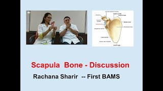 Osteology  Scapula l Human Anatomy l Rachana Sharir l First BAMS [upl. by Blen]