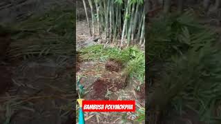 farming bamboo Bambusa polymorpha [upl. by Diamond]