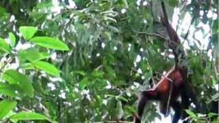 spider monkeys at Nature Observatorio [upl. by Alebasi727]