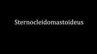 How to pronounce Sternocleidomastoideus [upl. by Erda]