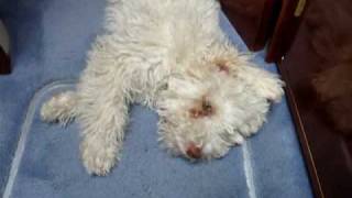 Lagotto Romagnolo Dog Funny [upl. by Eciram]