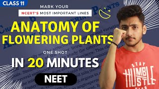 Anatomy of Flowering Plants Class 11  Biology  For NEET  Full Revision In 20 Minutes [upl. by Ringsmuth319]