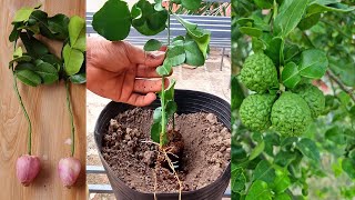 Kaffir Lime Growing From Cutting l New Technique That Works Best [upl. by Madora61]