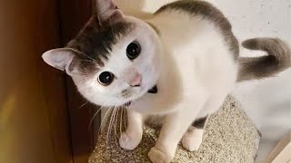 Most hilarious CATS that will make you LAUGH Best CAT VIDEOS 2024 [upl. by Atinihs]