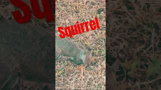 Saarav trying to catch a squirrel usa trending ytmusic enjoylife kids kidsvideo kidsfun 🕺🐿️ [upl. by Pirali]