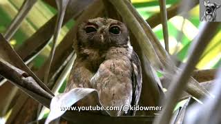 COLLARED SCOPS OWL formerly SUNDA SCOPS OWL Preening [upl. by Thormora]