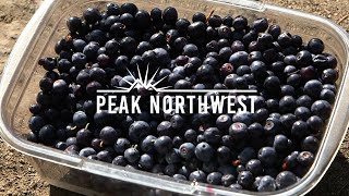 Foraging for huckleberries on an Indian Heaven Wilderness backpacking trip  Peak Northwest [upl. by Nalyd]