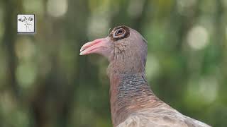 Gular Fluttering to cool down [upl. by Cran]