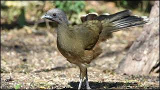 Plain chachalaca Sounds [upl. by Carboni]