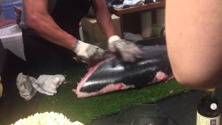 Chef Yoshi Kojima of Tao Downtown breaks down a bluefin tuna at Korin [upl. by Carol]