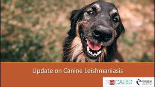 Update on Canine Leishmaniasis [upl. by Iror]