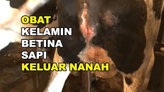 GTPS 211 Apa Obat Kelamin Sapi Betina Keluar Nanahnya Endometritis Metritis atau Pyometra [upl. by Ahsenid951]