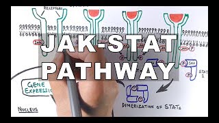 JAKSTAT Signalling Pathway [upl. by Oza]