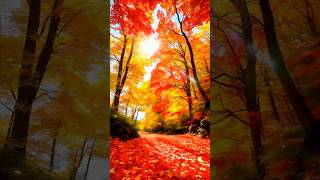 ✨🎶🍁AUTUMN LEAVES AUTUMN FALL COLORS short shorts shortvideo [upl. by Kcirdneked]