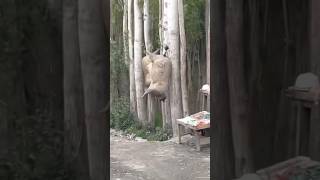 Cheese Making in Goat Skin skardu gilgitbaltistan goat goatskin [upl. by Ettevroc]