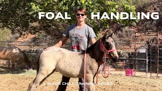 FOAL HANDLING  Episode One  Imprinting and Building Trust [upl. by Legim]