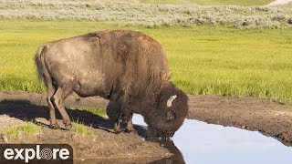 Bison Water Hole  Grasslands National Park powered by EXPLOREorg [upl. by Southworth]