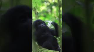 Baby Gorilla Chest Bump [upl. by Etta]