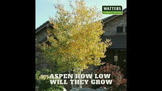 🍂 Aspen How Low Will They Grow🍂 [upl. by Berna]