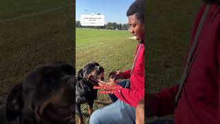 WHY TRAINING YOUR DOG IS IMPORTANT kemetkennels rottweiler dogtraining rottie puppytraining [upl. by Belia23]