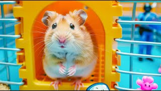 DIY Pop It Maze 🌈 Hamster Escapes in Real Life 🐹 Hamster Maze [upl. by Leira]