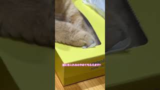 ティッシュ の箱に手入れるのやめて 猫動画 猫ティッシュ 猫の悪態 [upl. by Adnir]