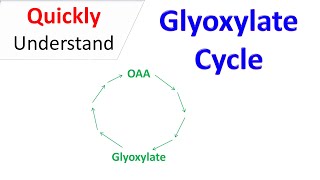 Glyoxylate cycle [upl. by Unders]