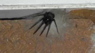 Tube web spider in Southampton [upl. by Leamse]