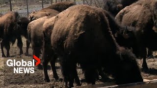 Bison in Atlantic Canada Nova Scotia farm hopes to become tourist attraction [upl. by Aicak]