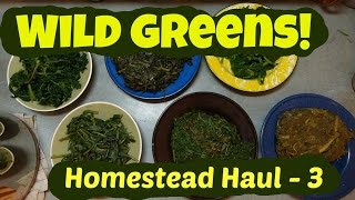 Wild Greens Homestead Haul 3 cooking 10 different weeds [upl. by Norej]