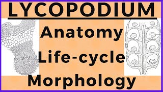 Lycopodium Pteridophyte Plant Morphology Anatomy Biological Life cycle Diagram  Plant Kingdom [upl. by Glad584]