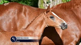 ONE STEP DU CEDRE EMERALD VANT RUYTERSHOF x DOLLAR DELA PIERRE [upl. by Axia180]