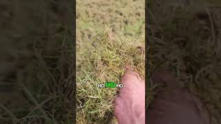 Mountains of moss and THATCH scarifying [upl. by Assen]