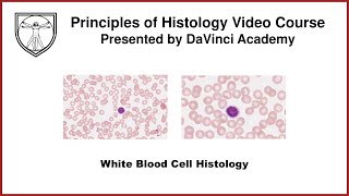 White Blood Cell Histology Blood Histology 2 of 3 [upl. by Patton251]