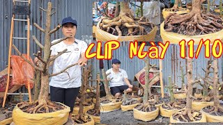 phôi mai vàng bonsai gl ngày 1110 lh 0798553886 huyền [upl. by Aniara]