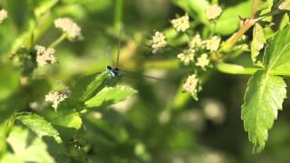 Prairies bocagères de Wallonie  Nuit des Chauvessouris 2015 [upl. by Amhser76]