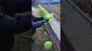 Harvesting process of cabbage grown on brick floor [upl. by Suravaj]