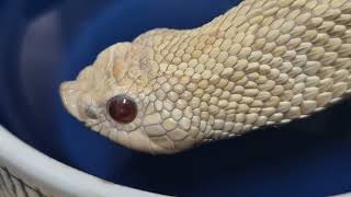 물 먹는 돼지코뱀 스노우 호그노즈 snow hognose snake drinking water [upl. by Longwood585]