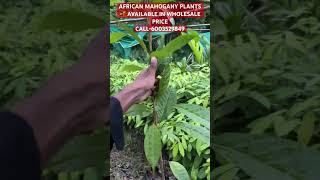 AFRICAN MAHOGANY PLANTS 🌱 AVAILABLE IN BULK QUANTITYshorts mahoganywood mahogany farming viral [upl. by Ancelin]