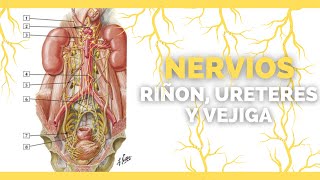 ✅NERVIOS DE LOS RIÑONES URETERES Y VEJIGA  Anatomia en Enfermeria [upl. by Fagen]